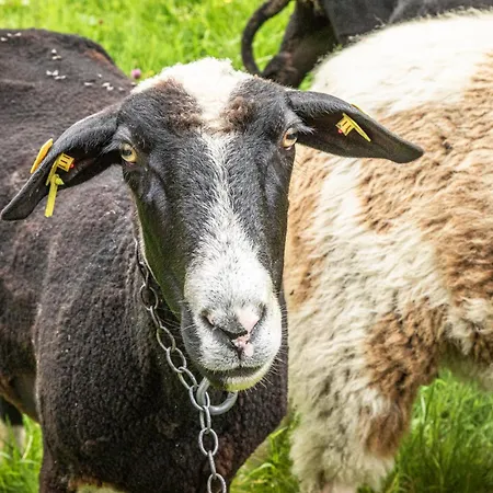Panorama Mit Sauna Höllmaishof *