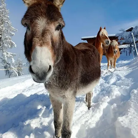 Panorama Mit Sauna Hoellmaishof