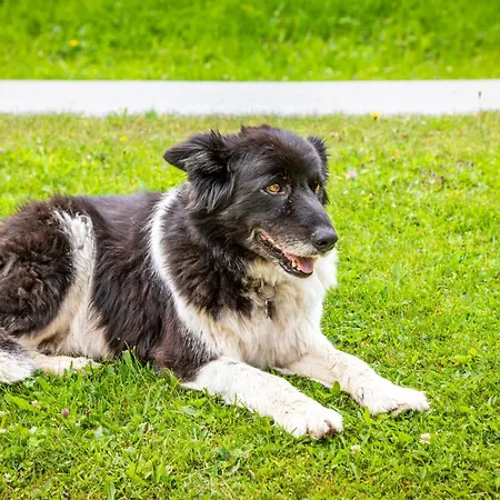 Panorama Mit Sauna Höllmaishof Chalet *