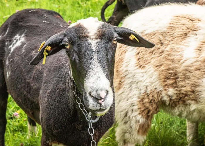 Panorama Mit Sauna Hoellmaishof *