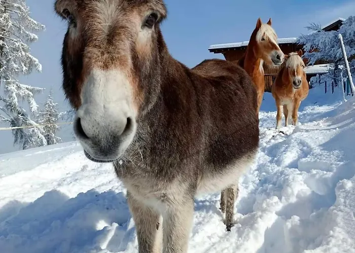 Panorama Mit Sauna Hoellmaishof