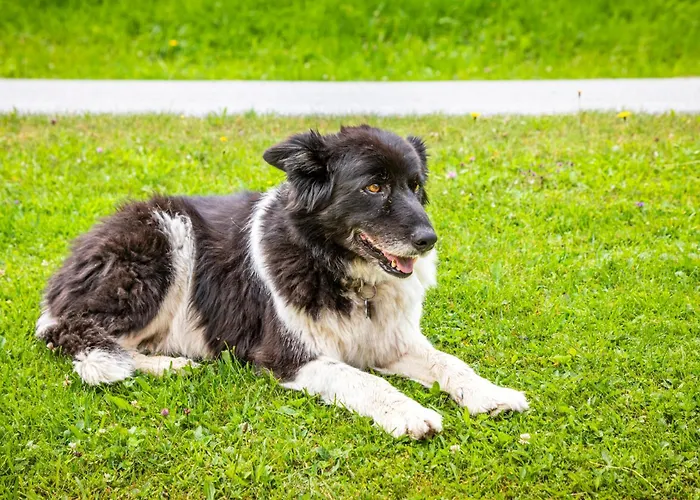 Panorama Mit Sauna Hoellmaishof シャレー *