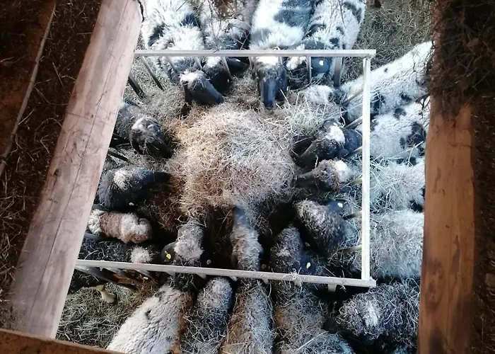 Panorama Mit Sauna Hoellmaishof * 비쇼프스호펜